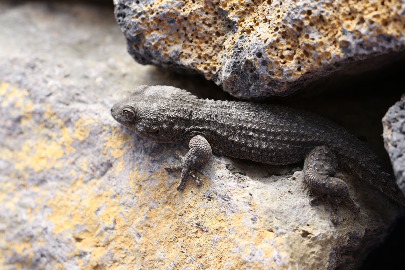 Canon EOS 7D Mark II sample photo. The lizard, gad, skin photography