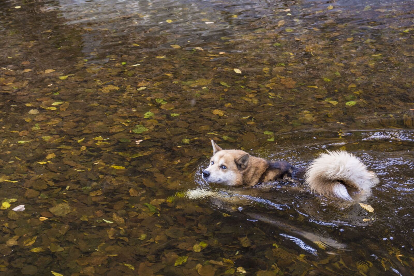 Nikon D7100 sample photo. Dog, swim, nature photography