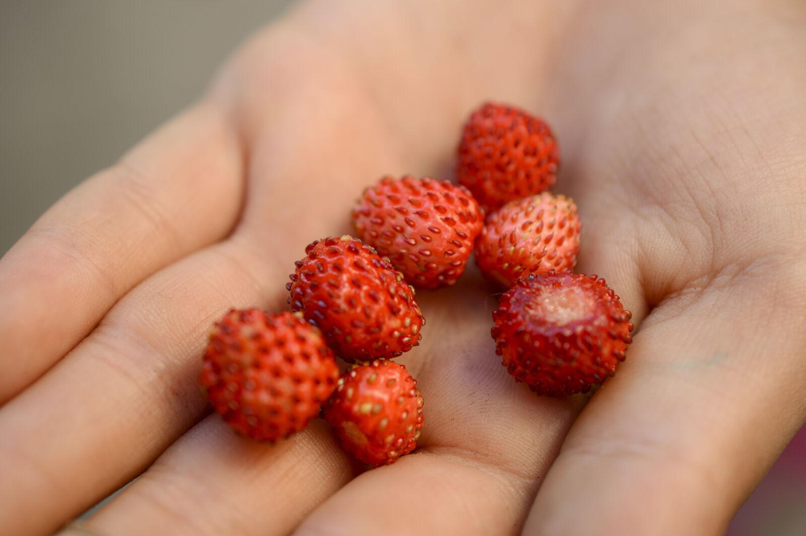 Nikon D3200 sample photo. Wild strawberry, carry, care photography