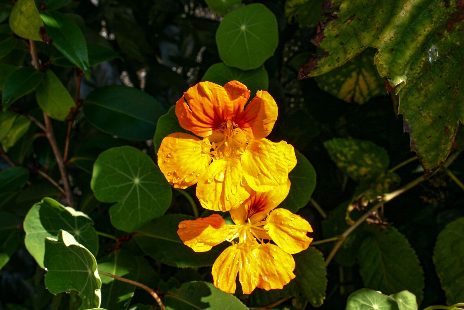 Canon EOS 300D (EOS Digital Rebel / EOS Kiss Digital) sample photo. Nasturtium, tropaeolum, plant photography