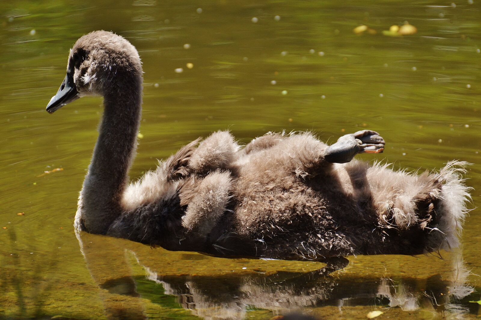 Nikon D3200 sample photo. Swan, young animal, bird photography