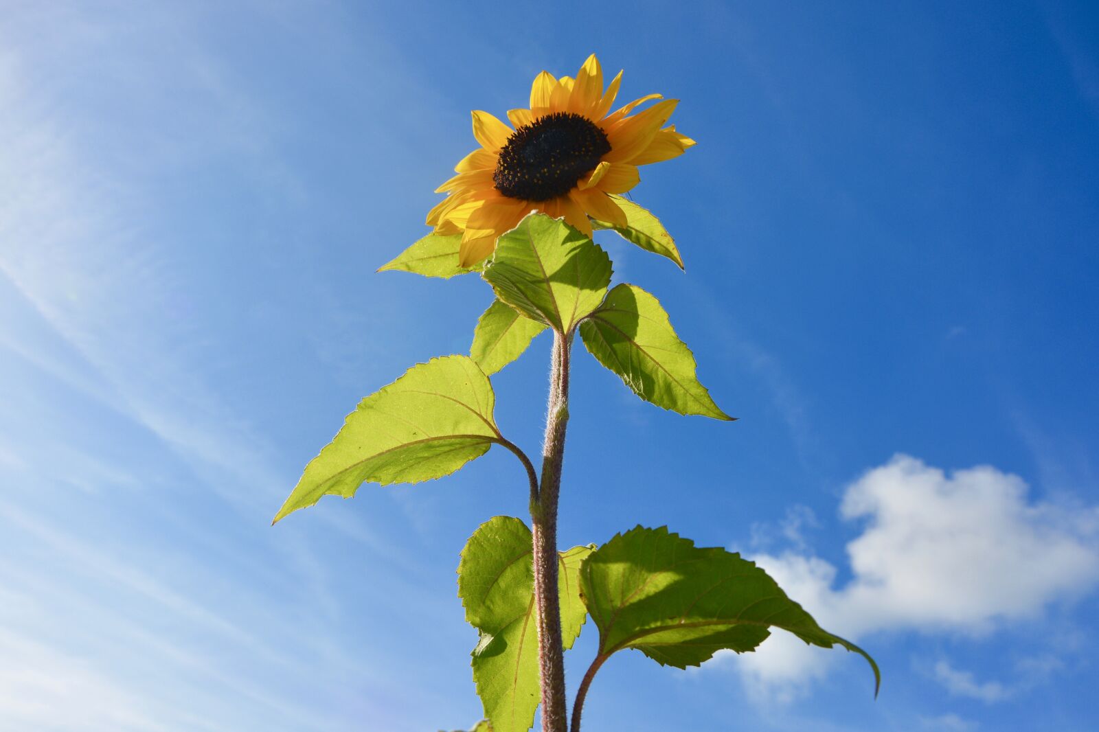 Nikon D5200 sample photo. Sunflower, flower long, yellow photography