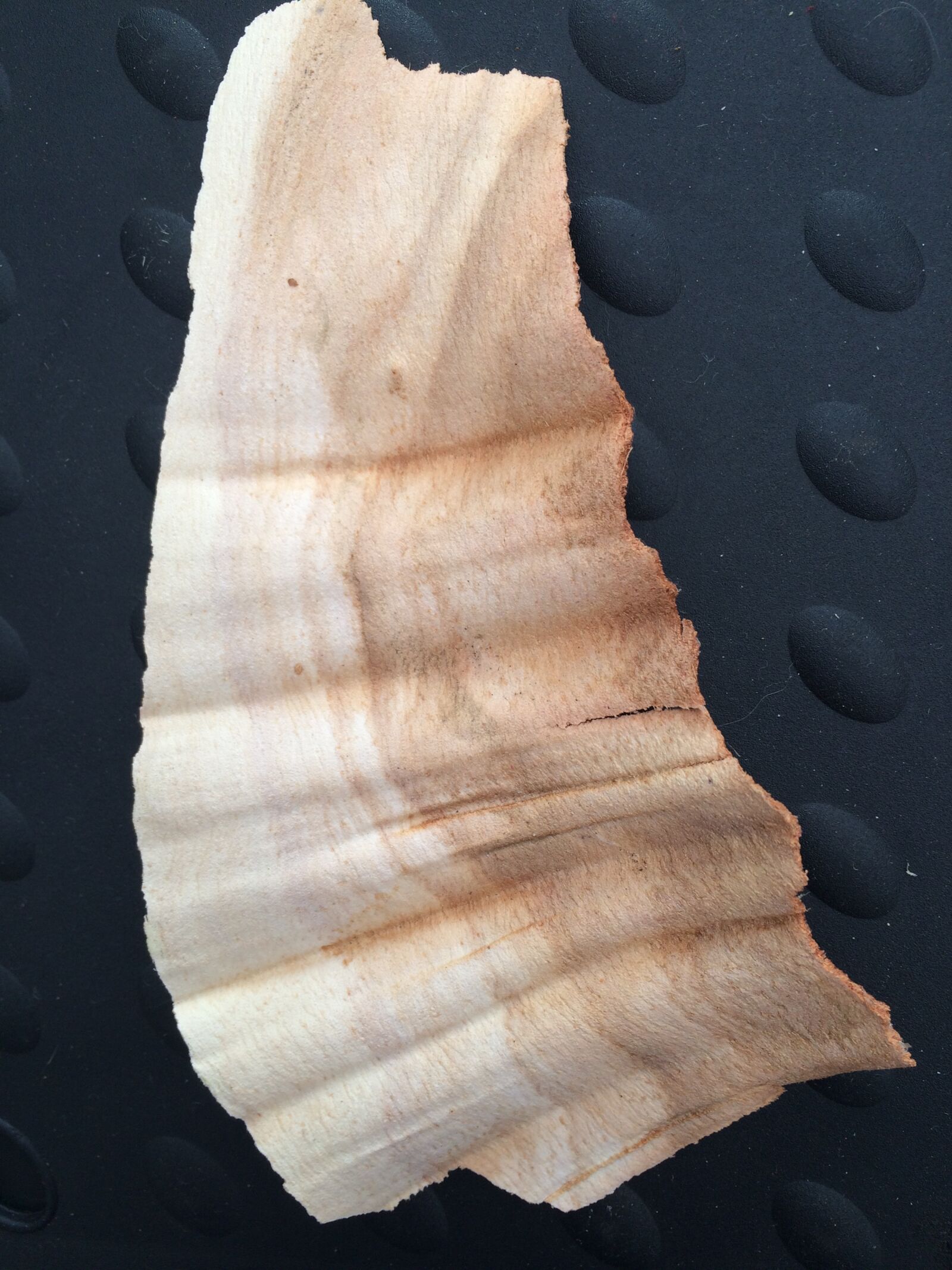 iPhone 5s back camera 4.15mm f/2.2 sample photo. Bark, texture, wood photography