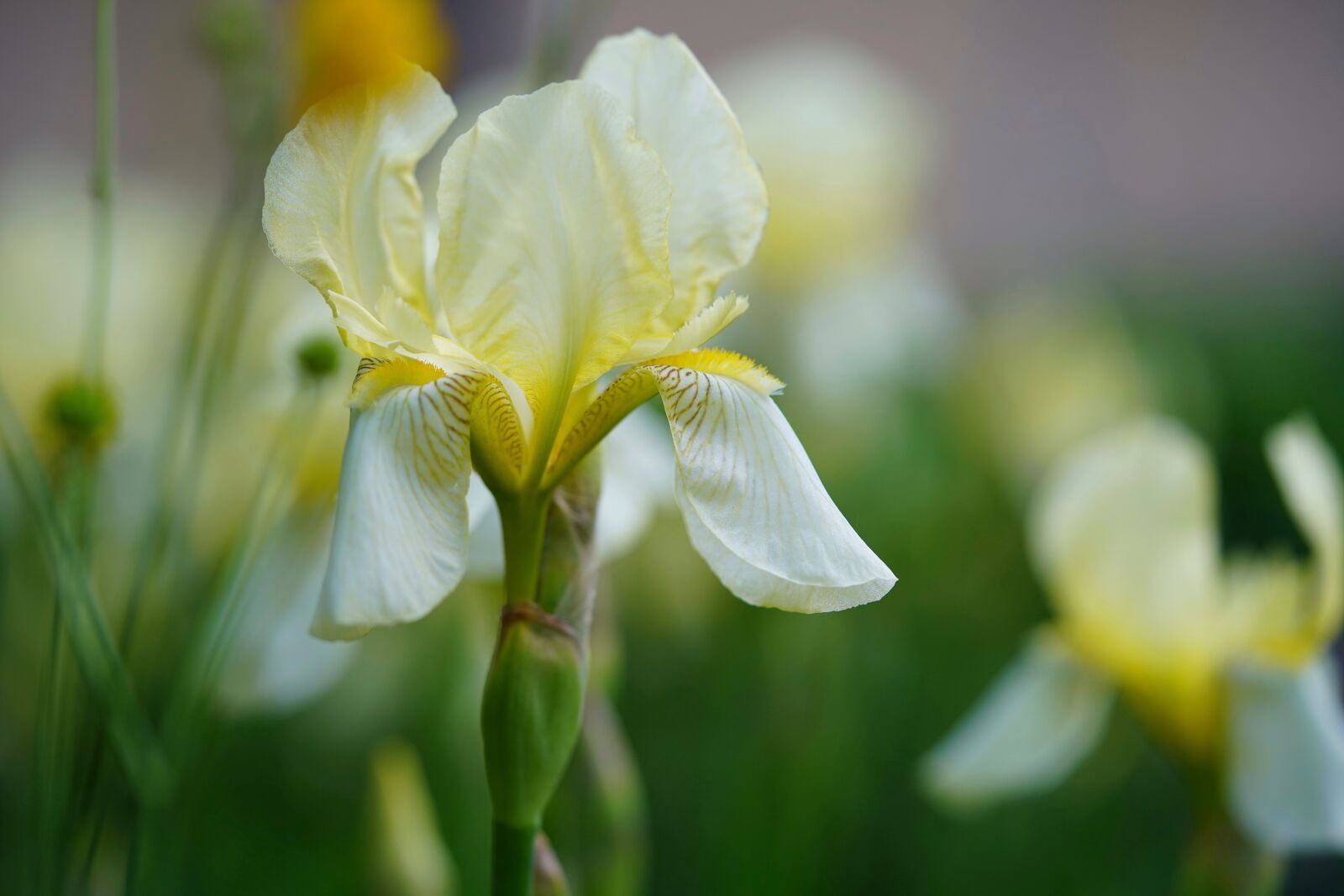 Sony a7 III sample photo. Iris, iris flower, white photography