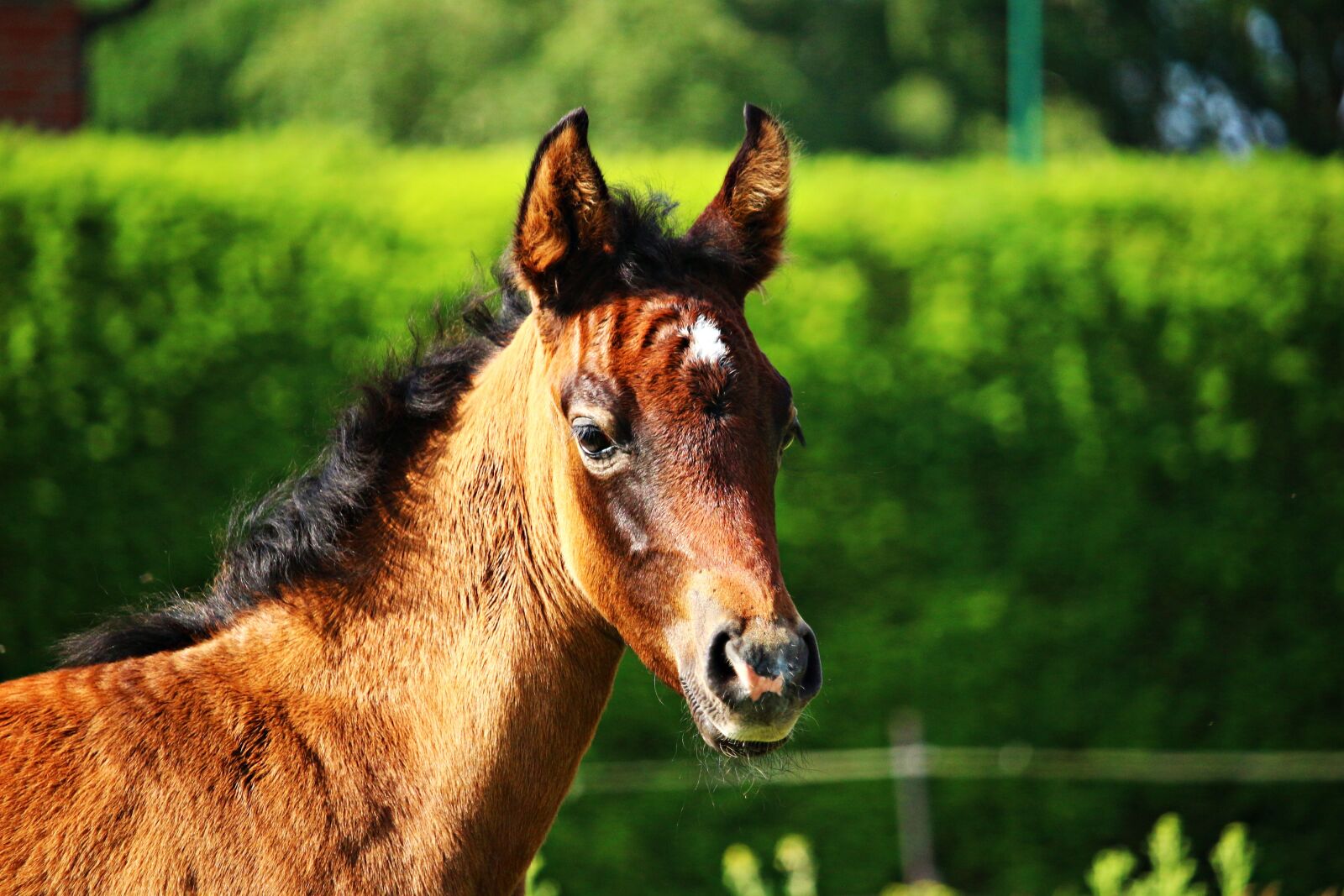 Canon EOS 100D (EOS Rebel SL1 / EOS Kiss X7) sample photo. Horse, foal, thoroughbred arabian photography
