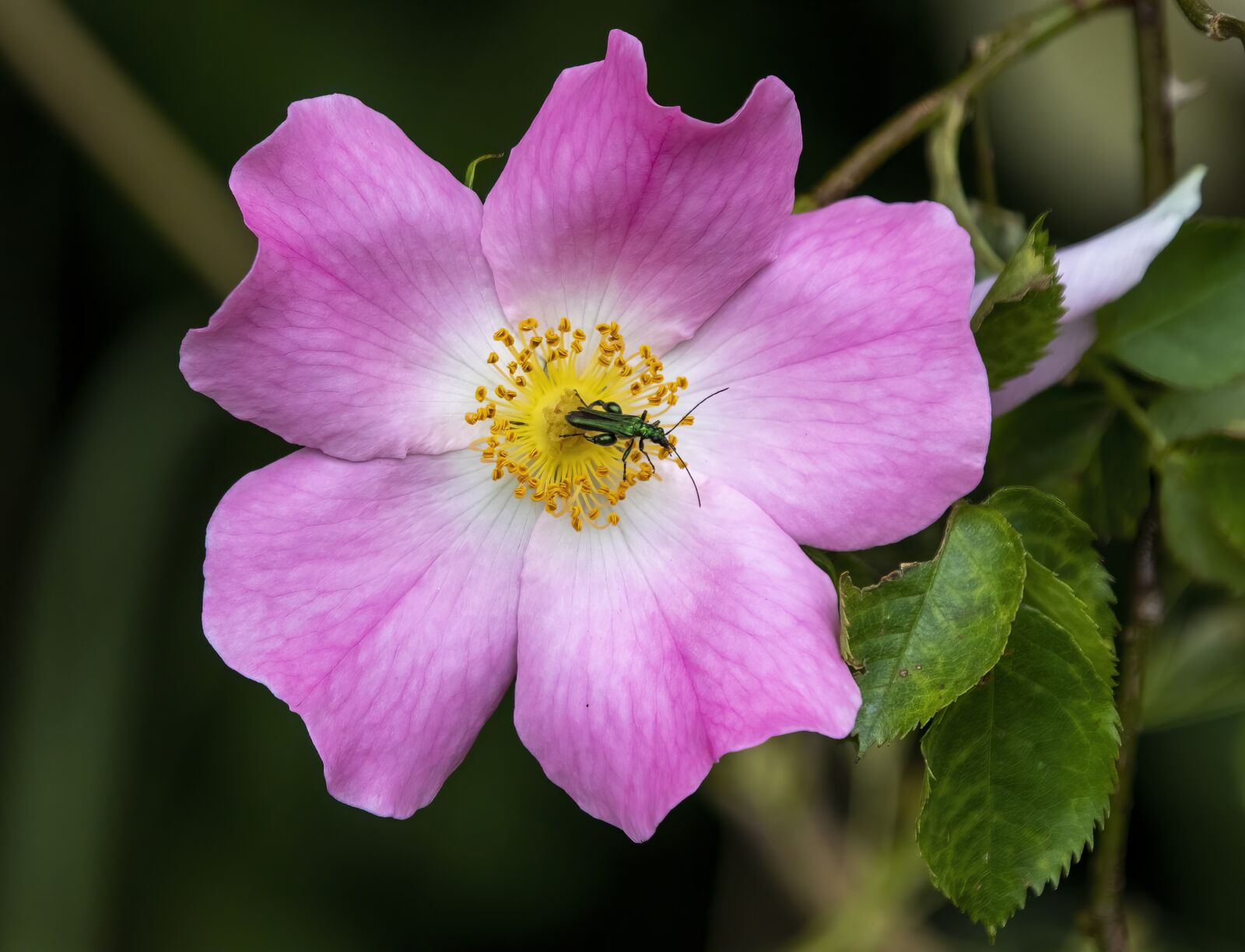Sigma 100-400mm F5-6.3 DG OS HSM sample photo. Doge-rose, wildflower, pink photography