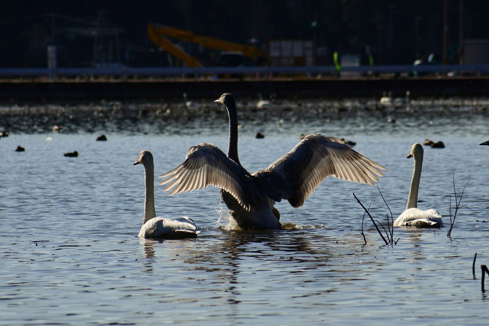 VR 70-300mm f/4.5-6.3G sample photo. Animal, lake, waterside photography