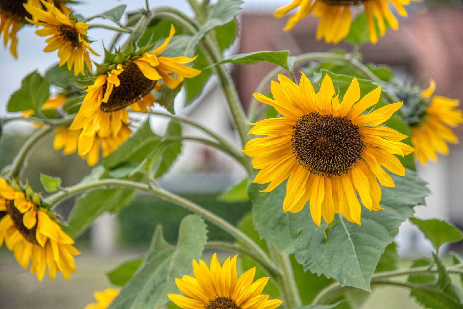 Nikon D750 sample photo. Sunflower, autumn, yellow photography