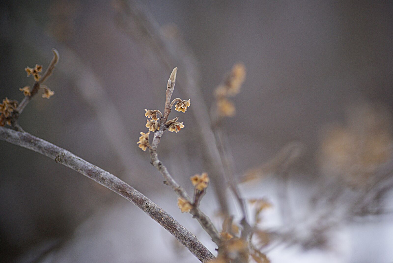 Sony Alpha DSLR-A230 sample photo. Branch, winter, wood photography
