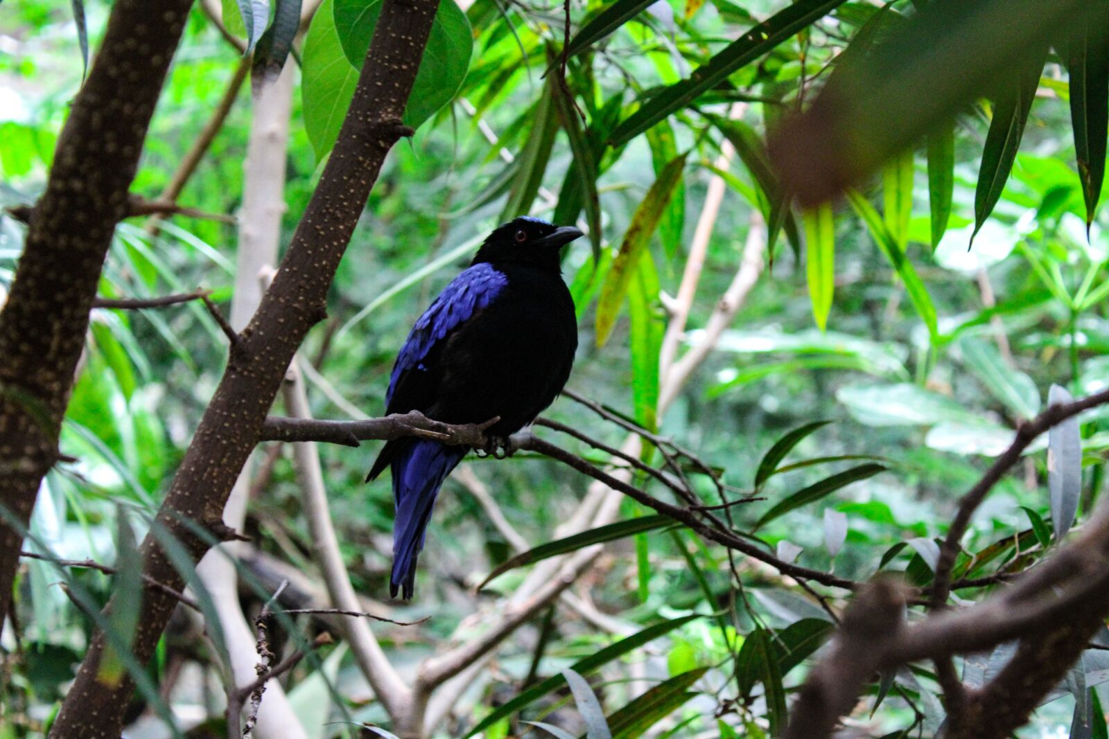 Canon EOS 1300D (EOS Rebel T6 / EOS Kiss X80) sample photo. Bird, nature, forest photography
