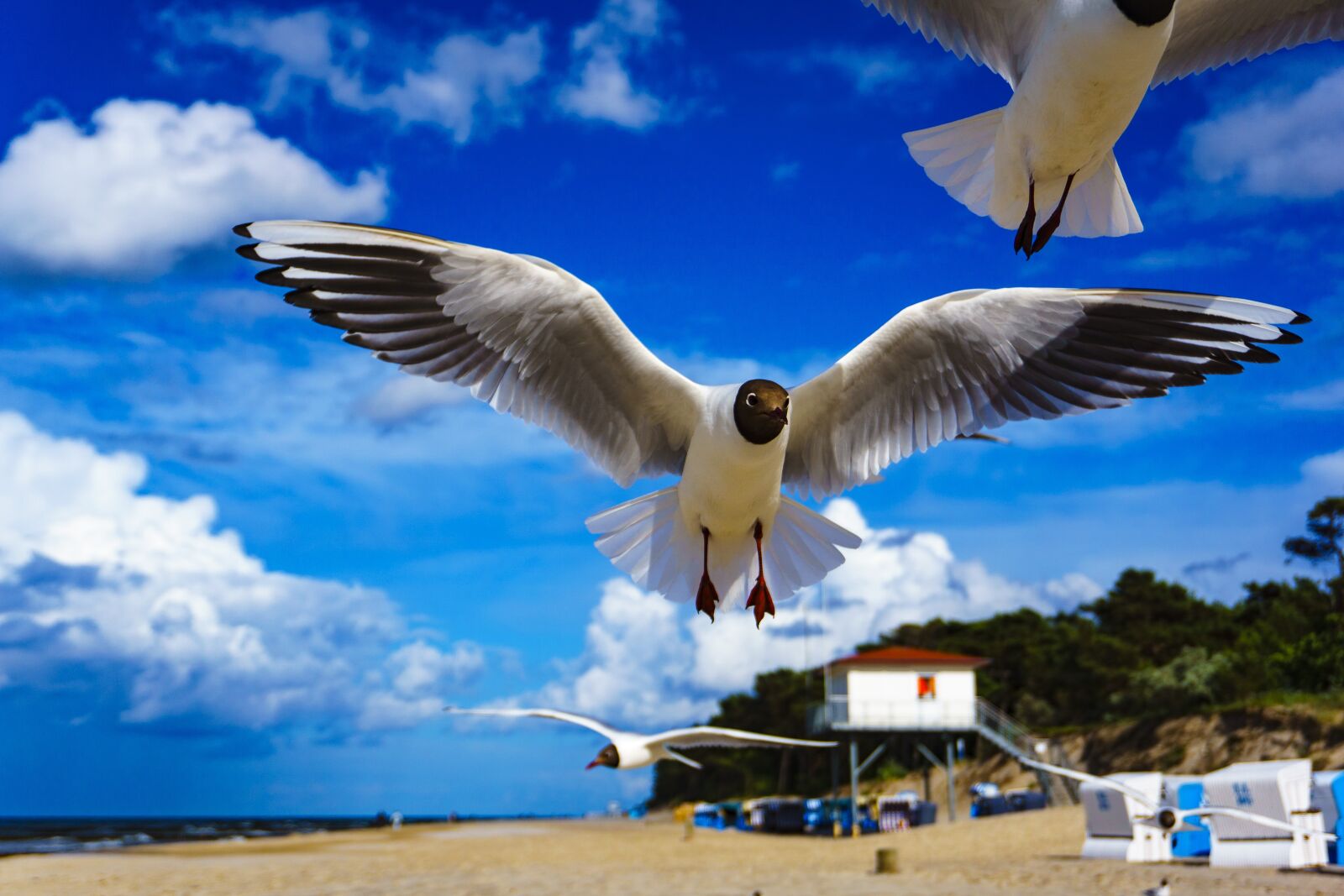 Sony a6000 sample photo. Sky, bird, flight photography