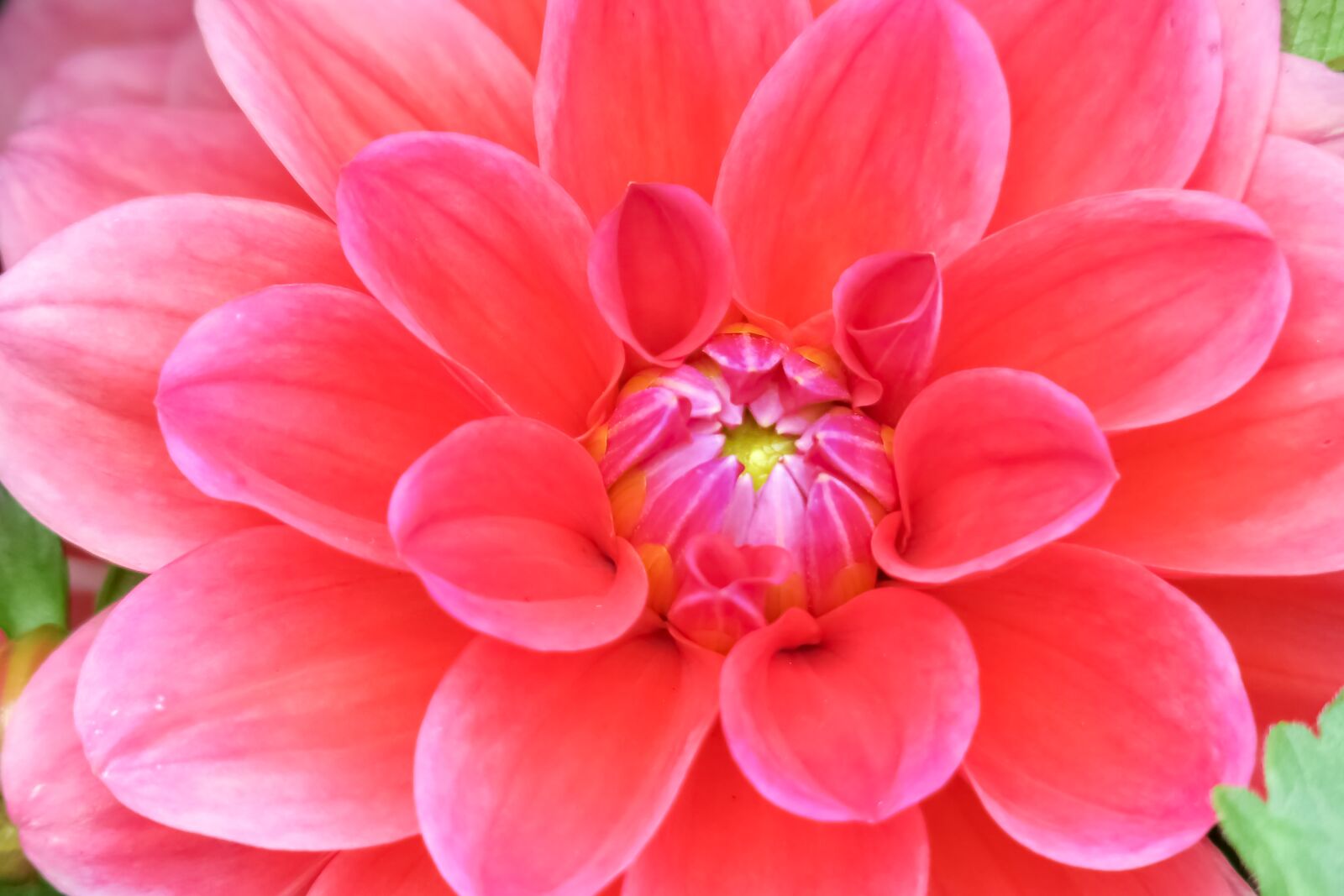 Canon PowerShot G3 X sample photo. Flower, nature, plant photography