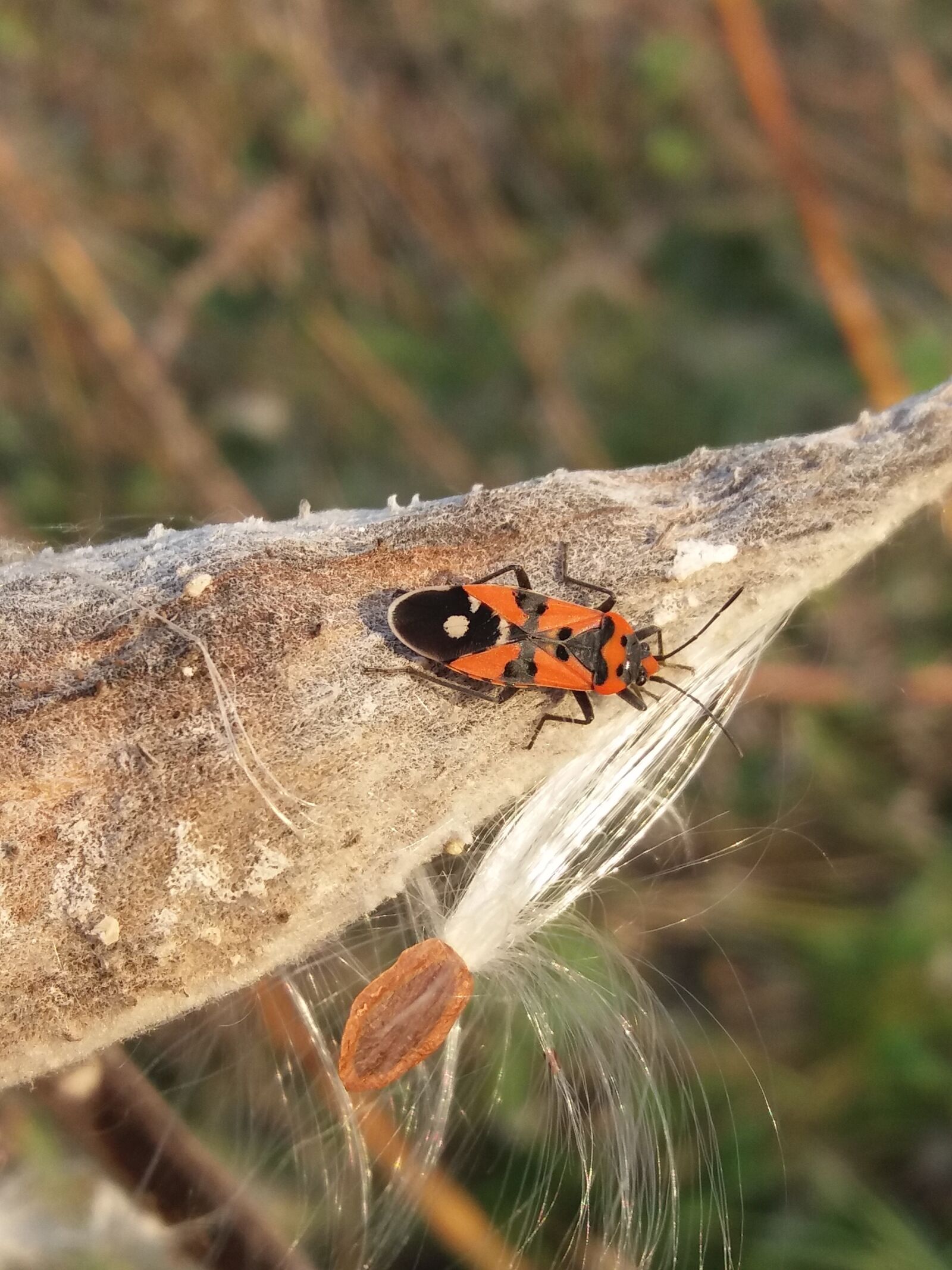 Samsung Galaxy J5(2016) sample photo. Bug, animal, fire wants photography