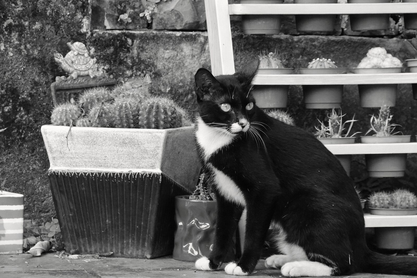Sony E 18-200mm F3.5-6.3 OSS LE sample photo. Cat, potted plants, landscape photography