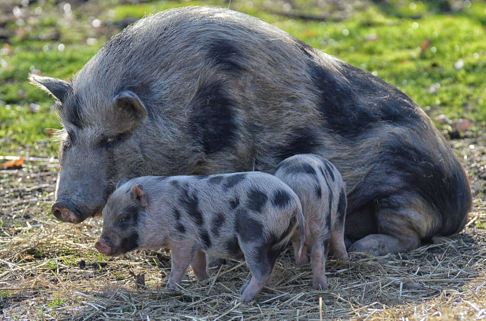 Nikon D3200 sample photo. Piglet, mama, young animals photography
