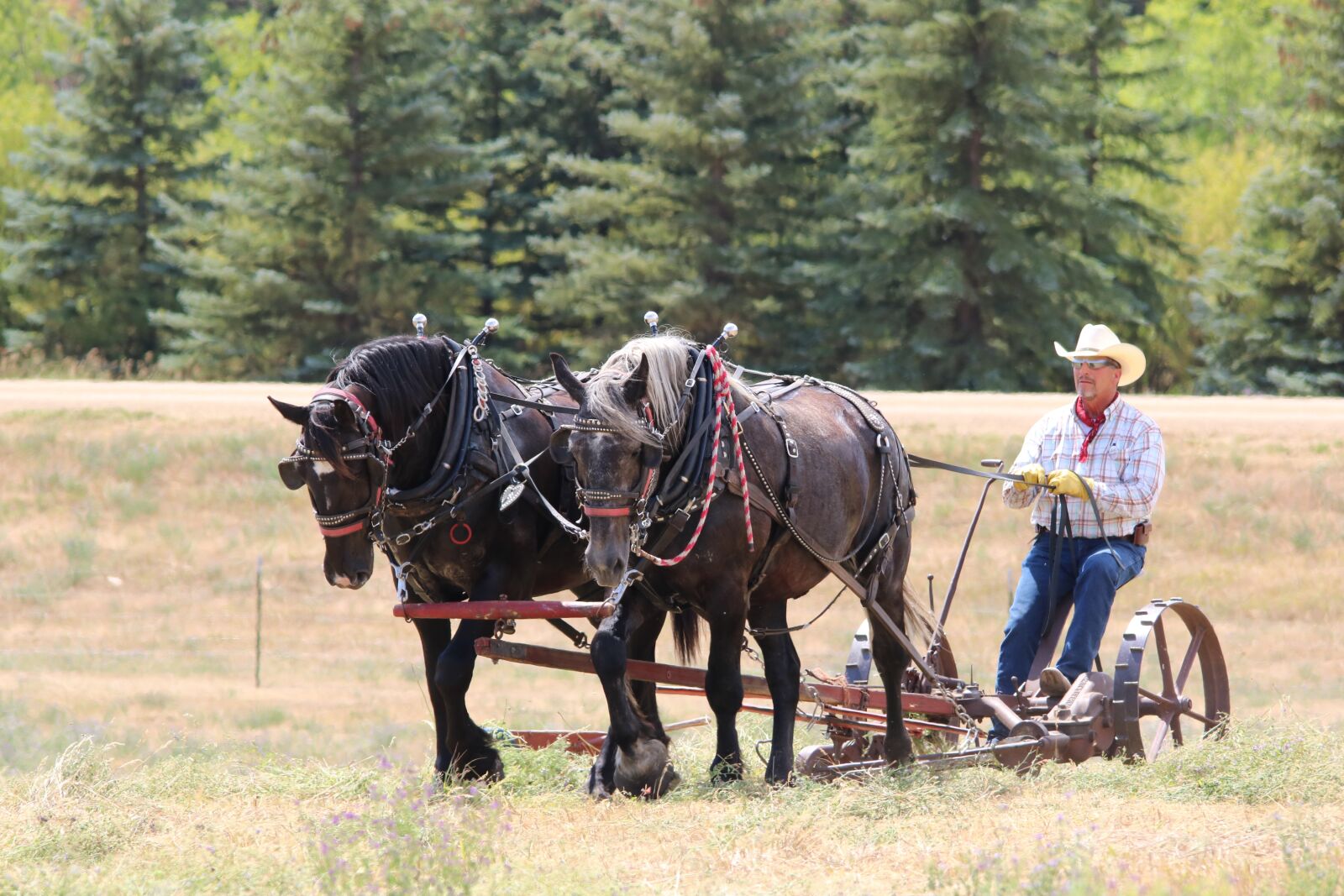Canon EOS 750D (EOS Rebel T6i / EOS Kiss X8i) sample photo. Horses, draft team, horsepower photography
