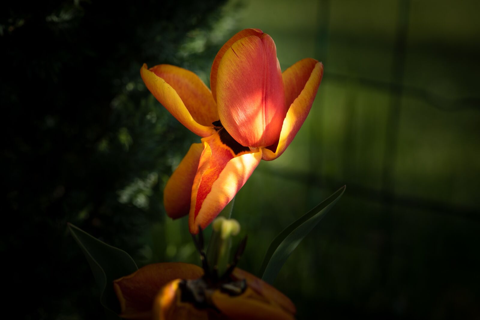 Nikon D750 sample photo. Tulip, flower, blossom photography