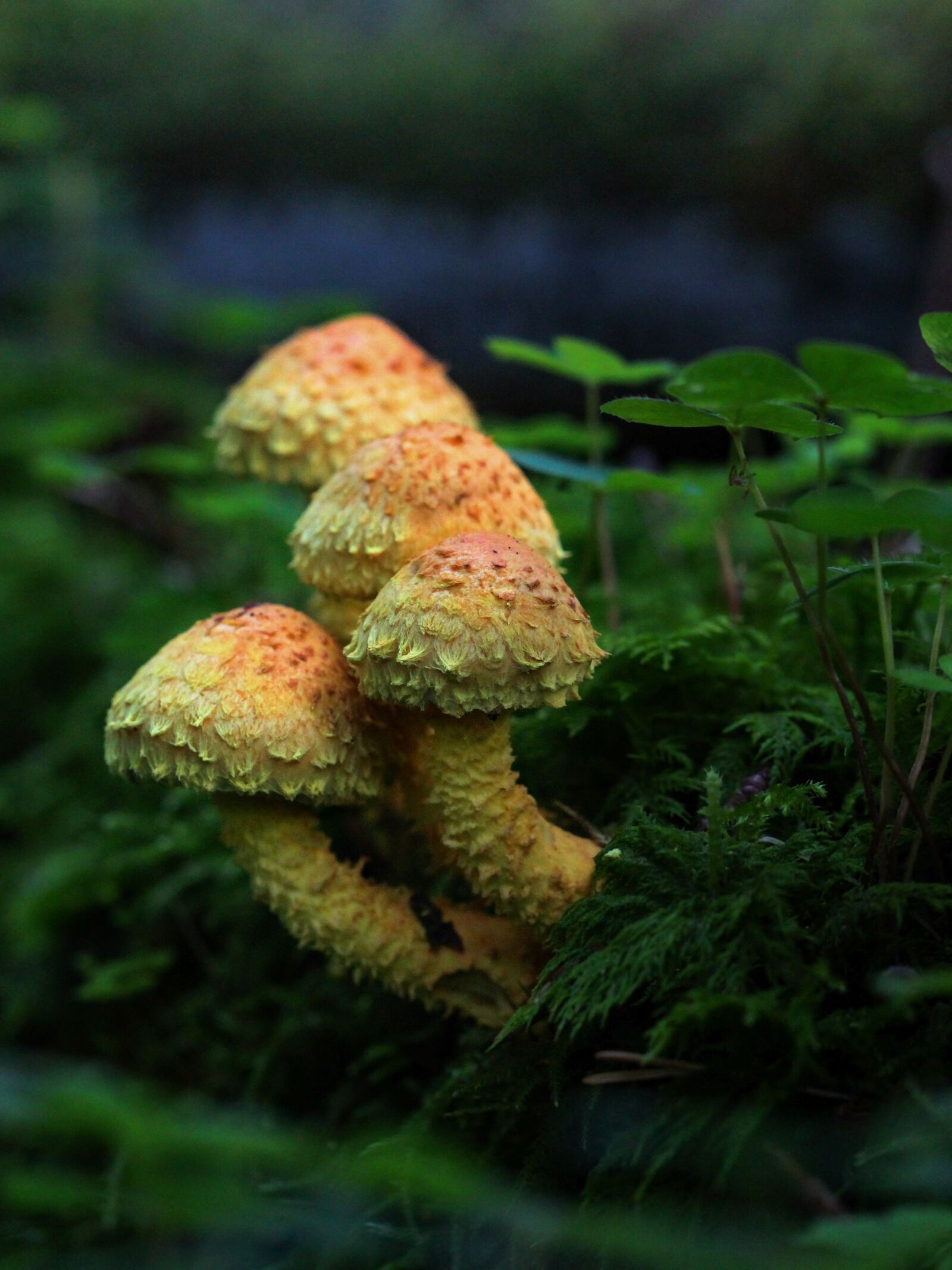 Canon EF 100mm F2.8L Macro IS USM sample photo. Mushroom, pilz, forest photography