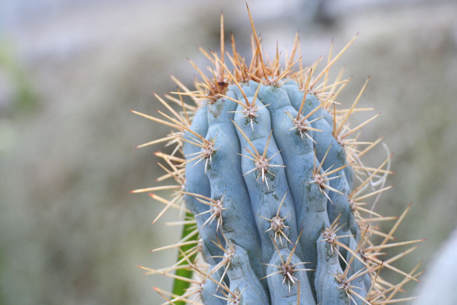Canon EOS 350D (EOS Digital Rebel XT / EOS Kiss Digital N) sample photo. Cactus, succulent, nature photography