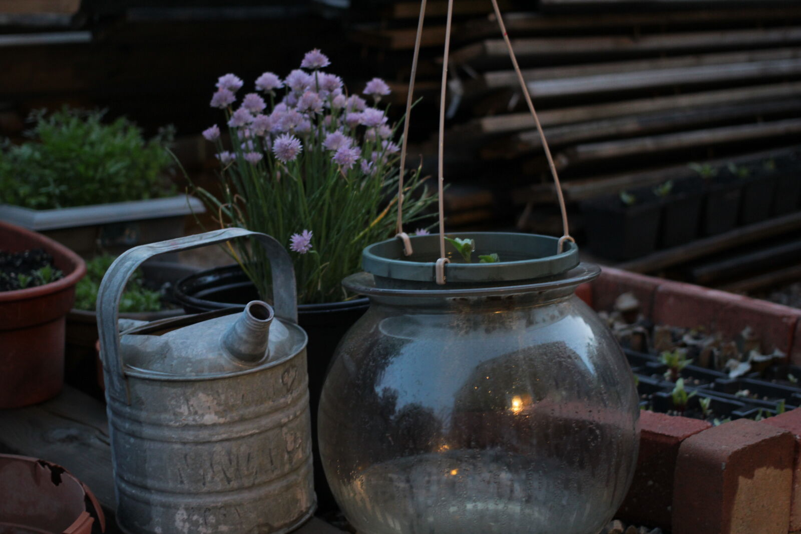 Canon EF 40mm F2.8 STM sample photo. Backyard, flower, flowers, garden photography