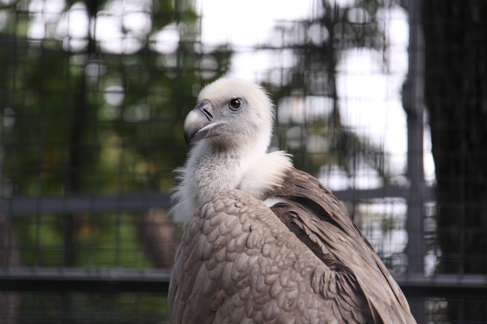 Canon EOS 50D sample photo. Griffon vulture, vulture, bird photography