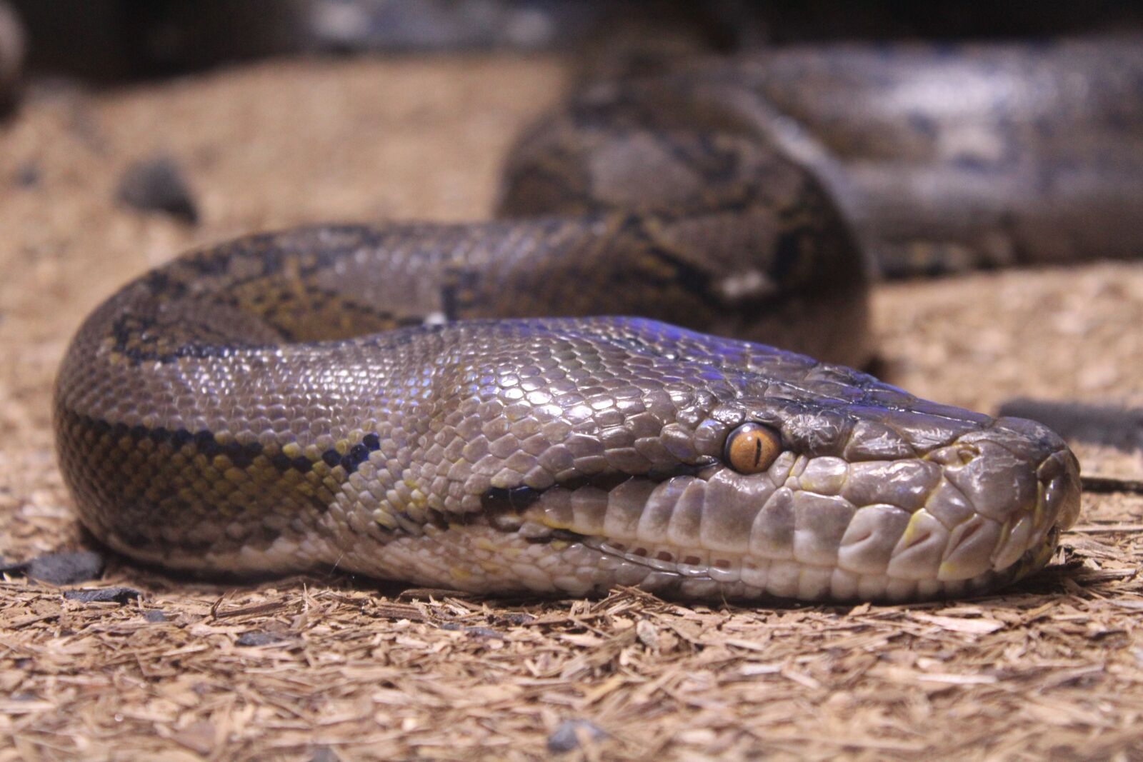 Canon EOS 1300D (EOS Rebel T6 / EOS Kiss X80) sample photo. Snake, reptile, nature photography