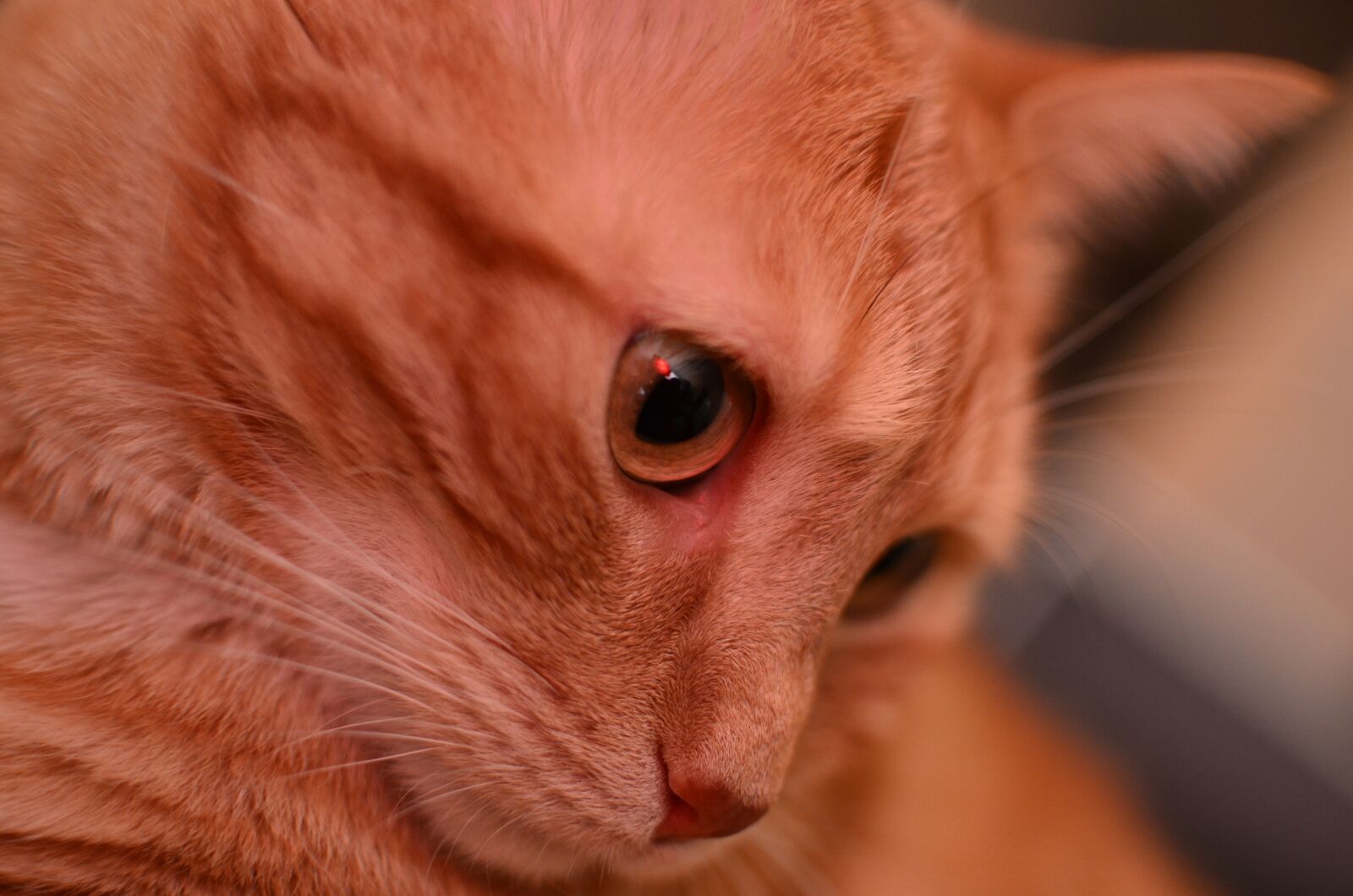 Nikon D7000 sample photo. Mammal, portrait, cat photography