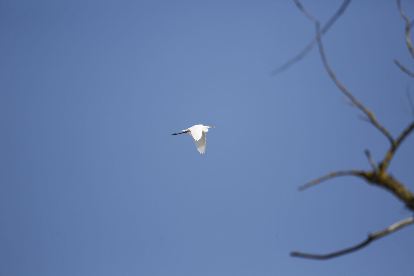 Canon EF 100-400mm F4.5-5.6L IS USM sample photo. Heron, bird, plumage photography