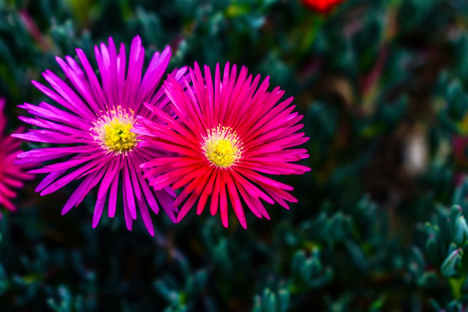 Nikon D3400 sample photo. Flower, nature, plant photography