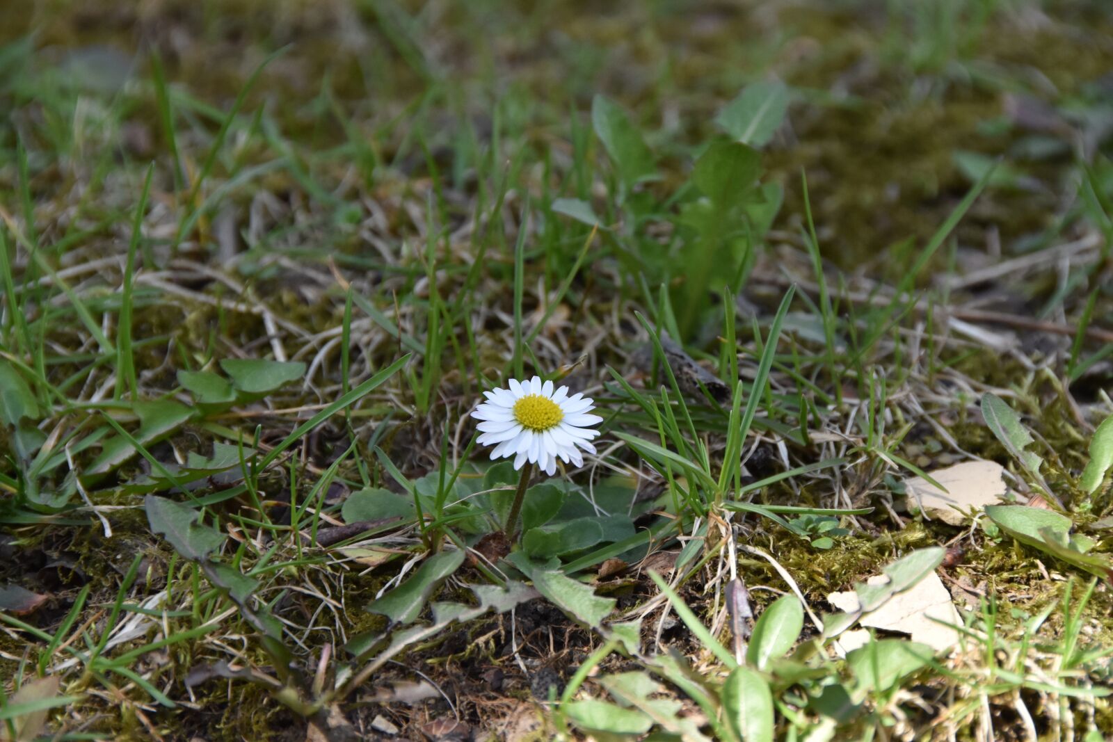 Nikon D5500 sample photo. Nature, grass, flora photography