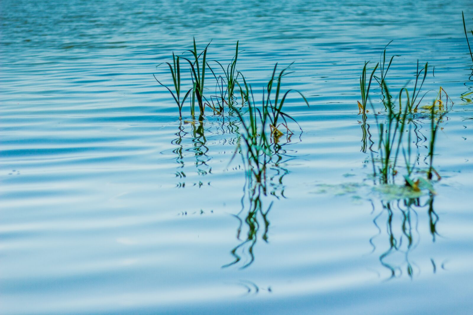 Canon EOS 60D + Canon EF 50mm F1.8 II sample photo. Ticks, water, lagoon photography