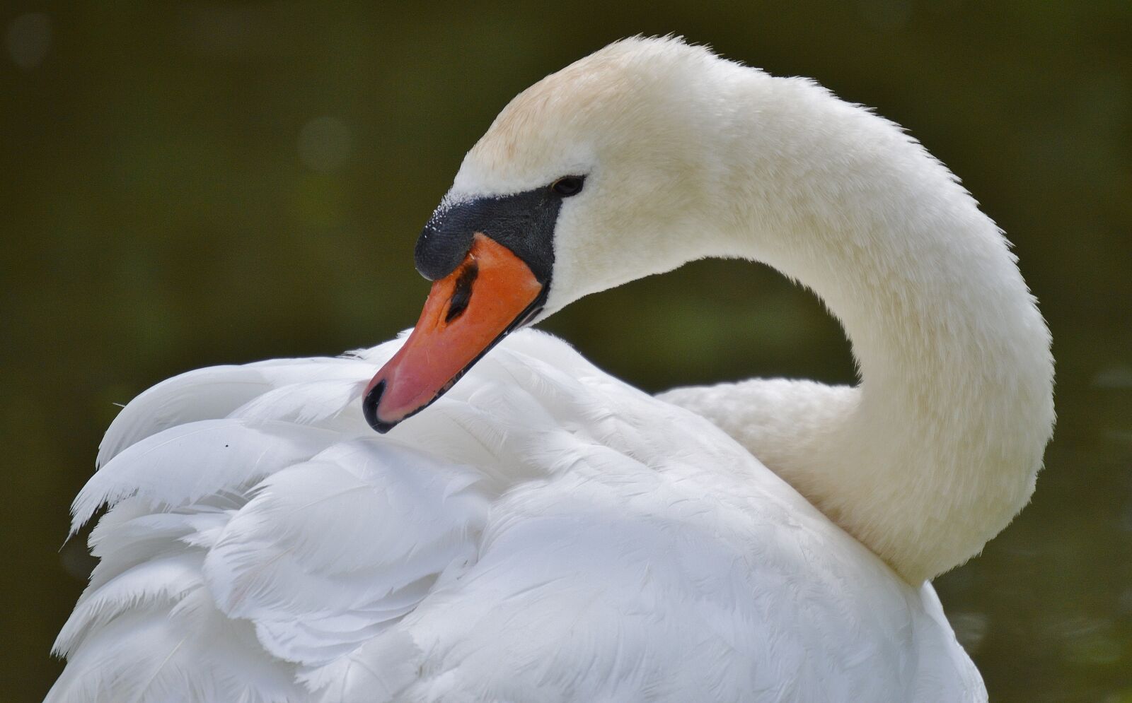 Nikon D3200 sample photo. Swan, bird, waters photography