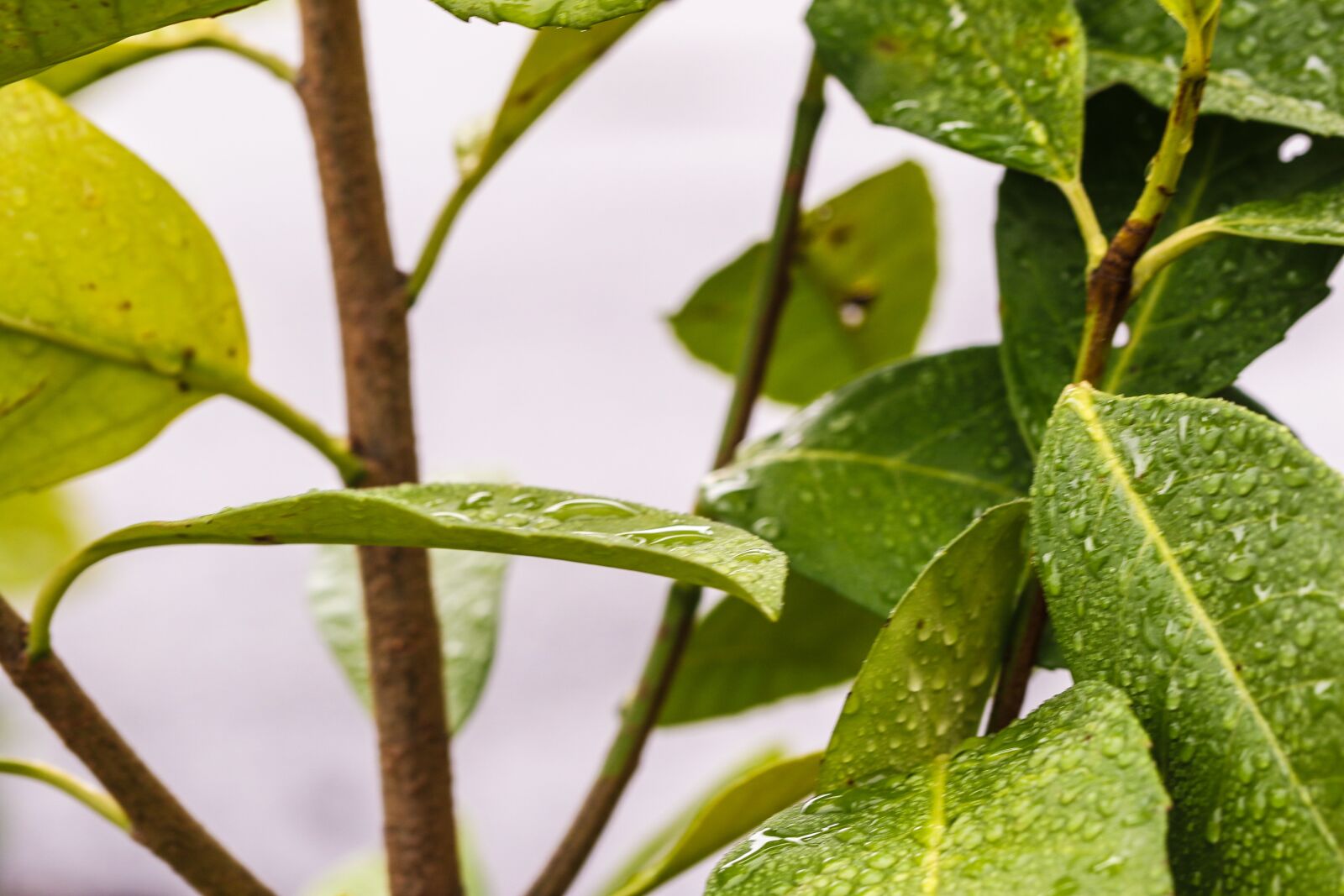 Canon EOS 7D Mark II sample photo. Leaf, nature, green photography