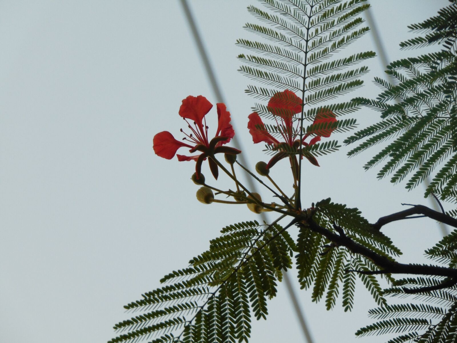 Sony Cyber-shot DSC-H300 sample photo. Flower, phoenix, nice photography