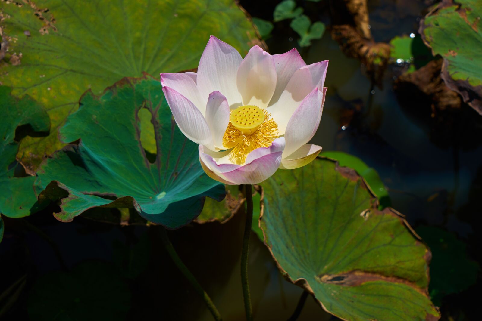 Sony a7R II sample photo. Flower, pink, lotus photography