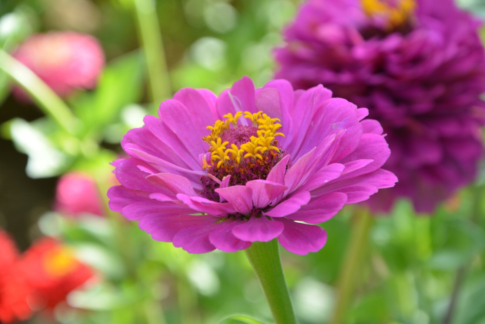 Nikon D5200 sample photo. Flower, flower petals color photography