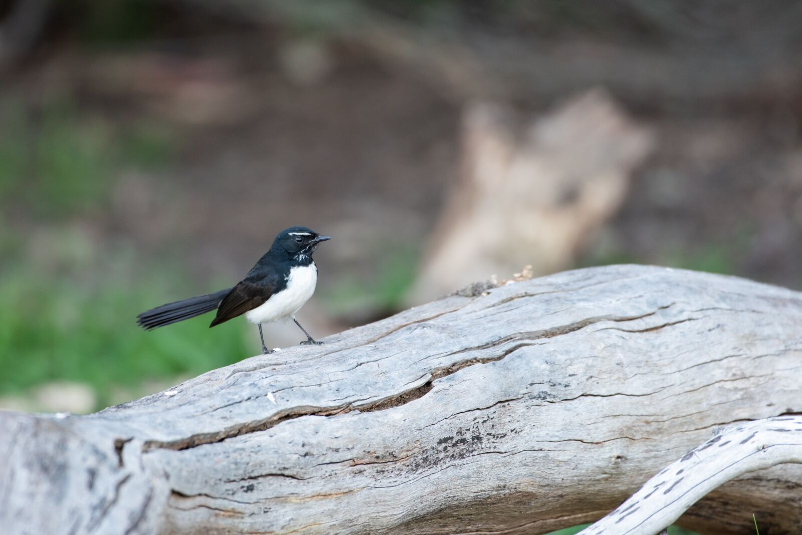 Nikon D750 sample photo. Willie wagtail, willy wagtail photography