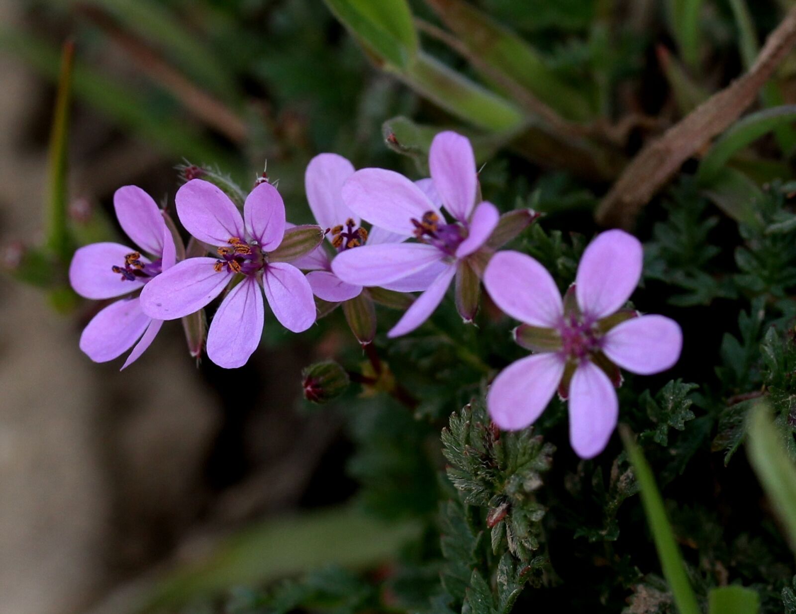 Canon EF-S 60mm F2.8 Macro USM sample photo. Wildflowers, mov, small photography