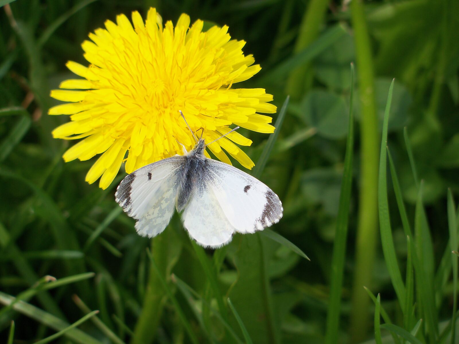 Kodak EasyShare Z915 sample photo. Dandelion, butterfly, löwenzahn photography