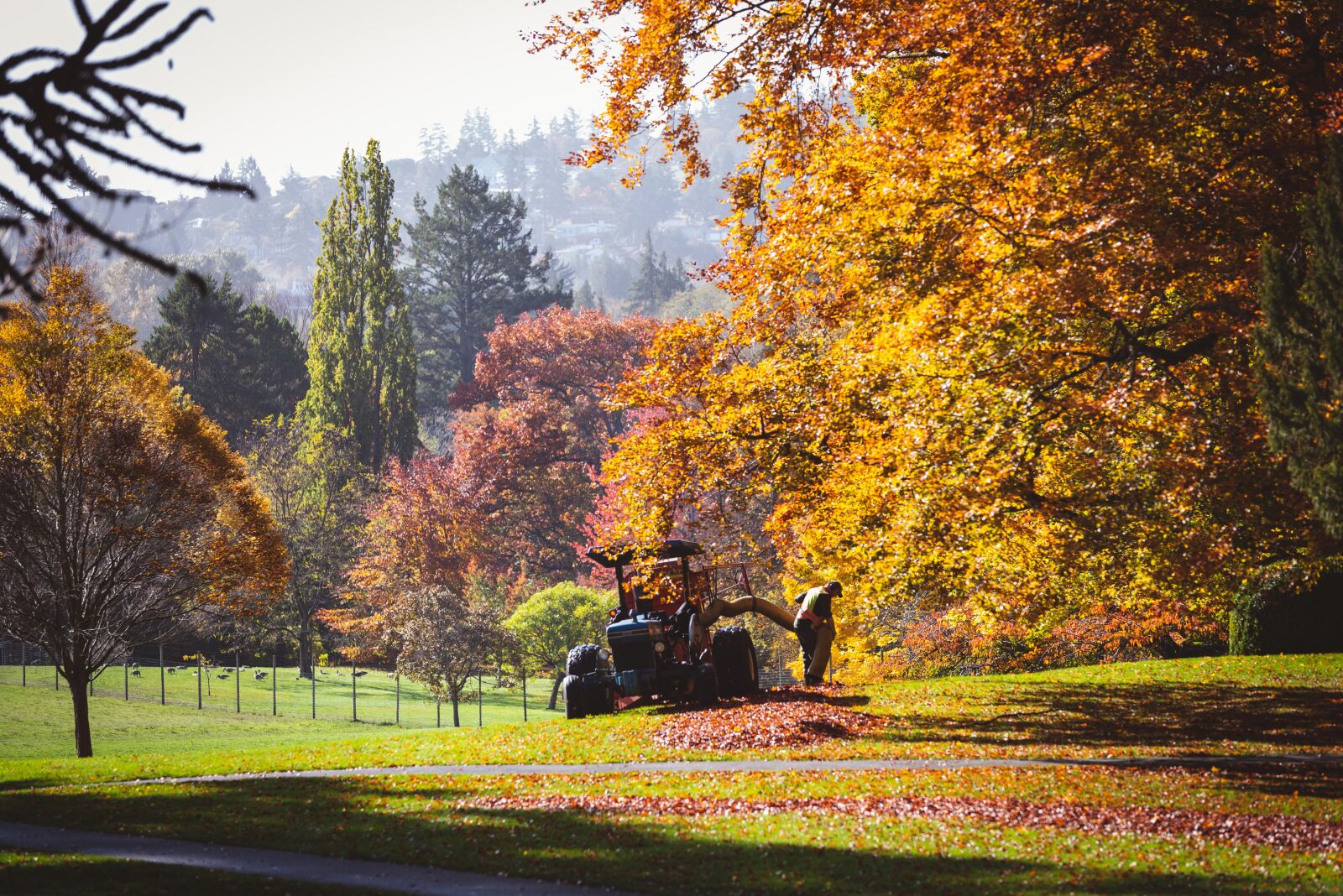 Nikon D750 sample photo. Leaves, fall, autumn photography