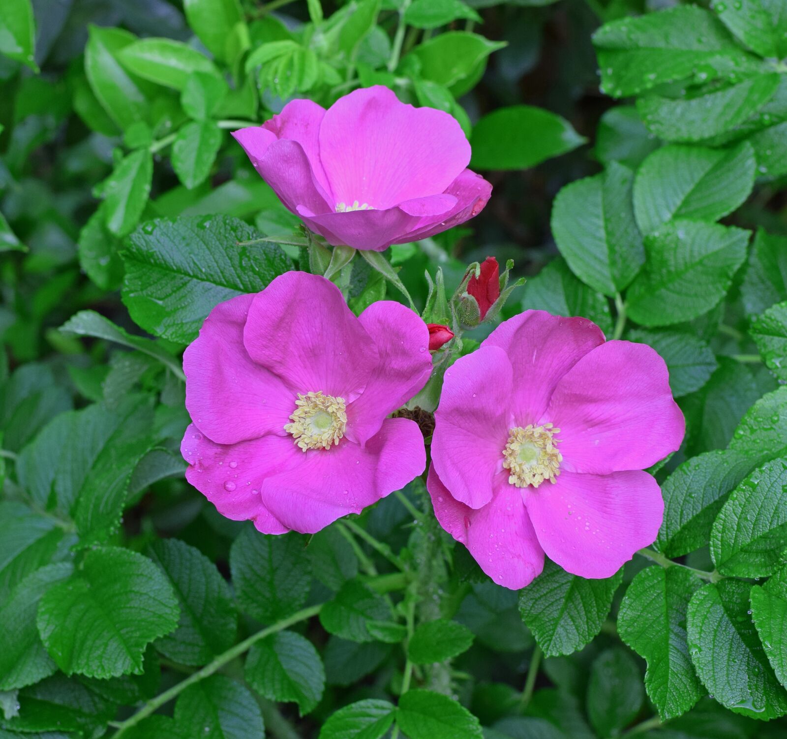 Nikon D3300 sample photo. Rose, rugosa rose with photography