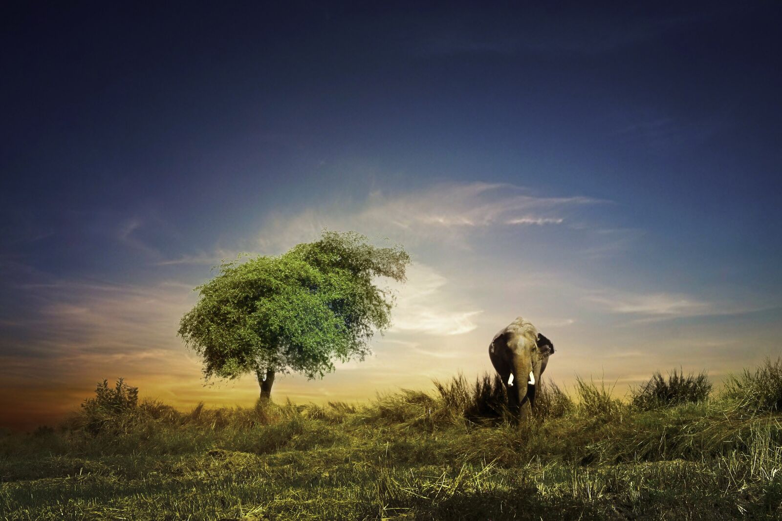 Canon EOS 1100D (EOS Rebel T3 / EOS Kiss X50) sample photo. Elephant, outdoor, sky photography