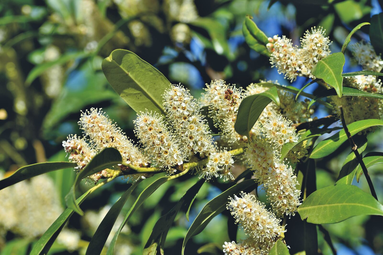 Nikon D7200 sample photo. Cherry laurel, prunus laurocerasus photography