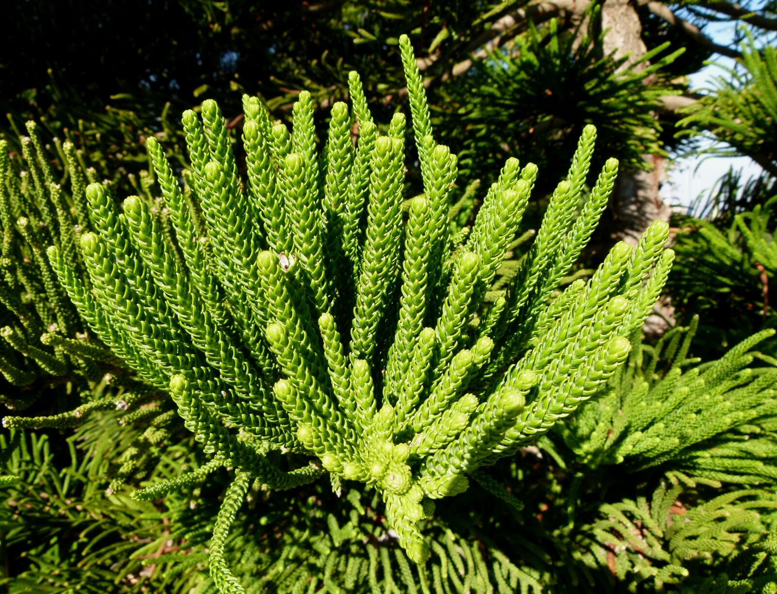 Panasonic Lumix DMC-FZ100 sample photo. Araucaria, heterophylla, araucariaceae photography