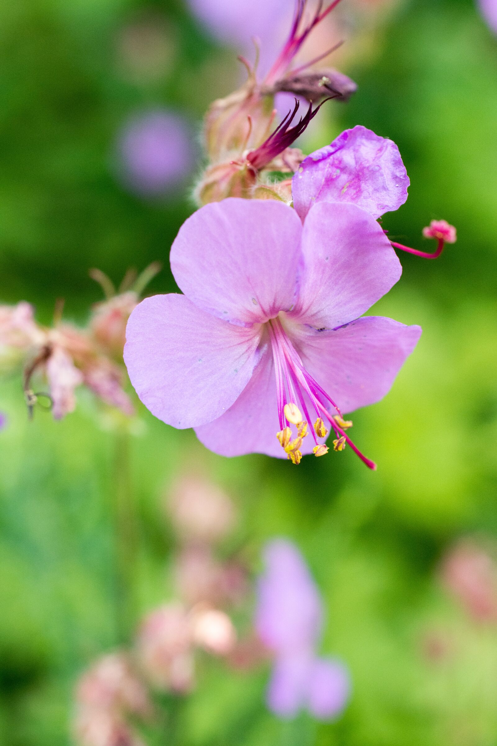 Nikon D7200 sample photo. Blossom, bloom, pink photography