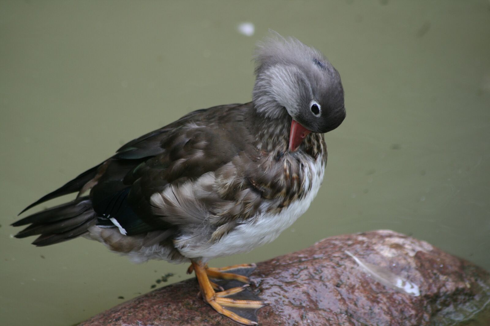 Canon EOS 400D (EOS Digital Rebel XTi / EOS Kiss Digital X) sample photo. Duck, water bird, animal photography