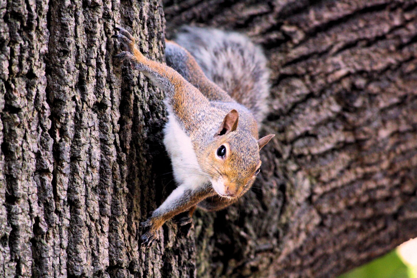 Canon EOS 1000D (EOS Digital Rebel XS / EOS Kiss F) sample photo. Animal, cute, nature, squirrel photography
