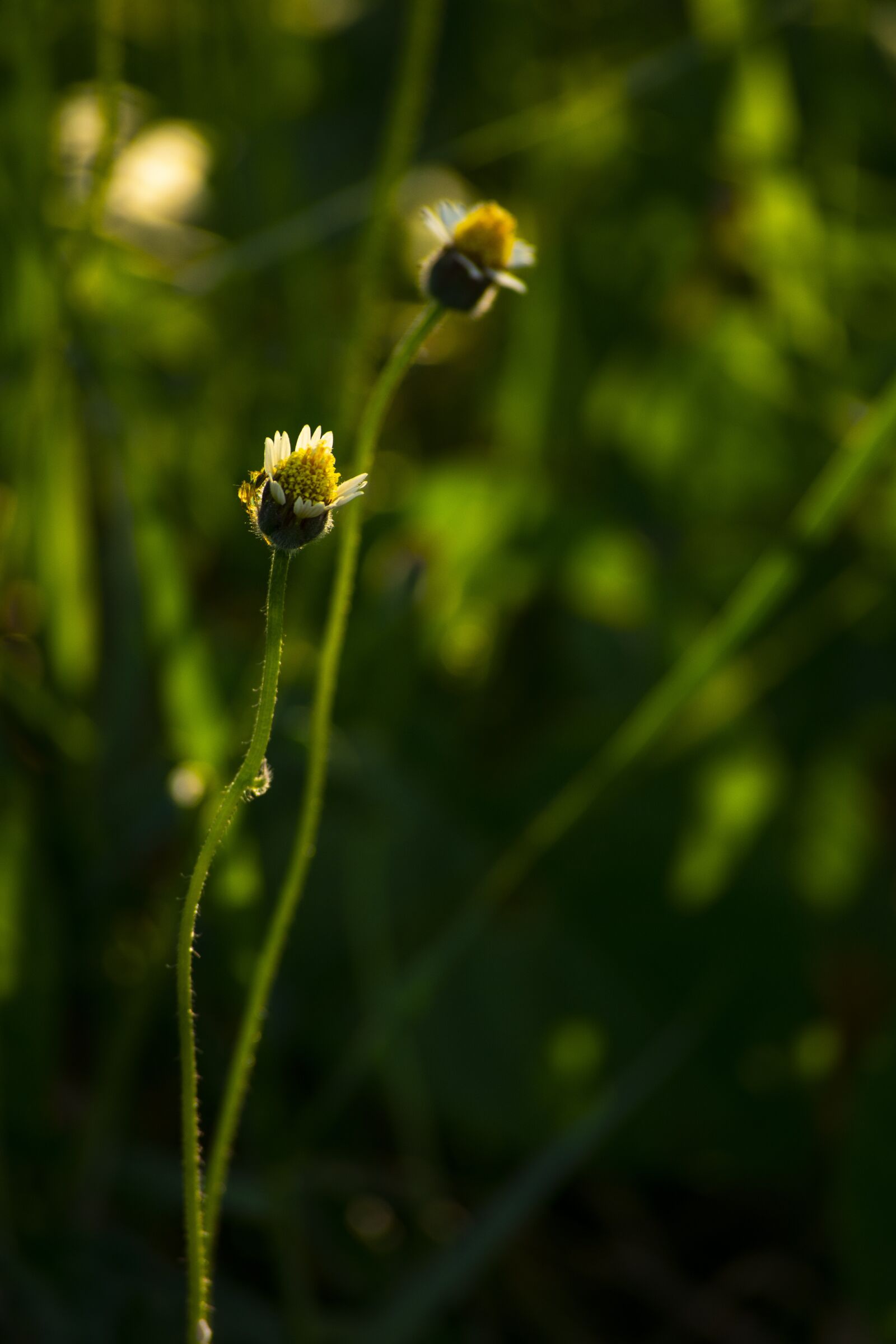 Nikon D3400 sample photo. Flower flowers, nature, sun photography