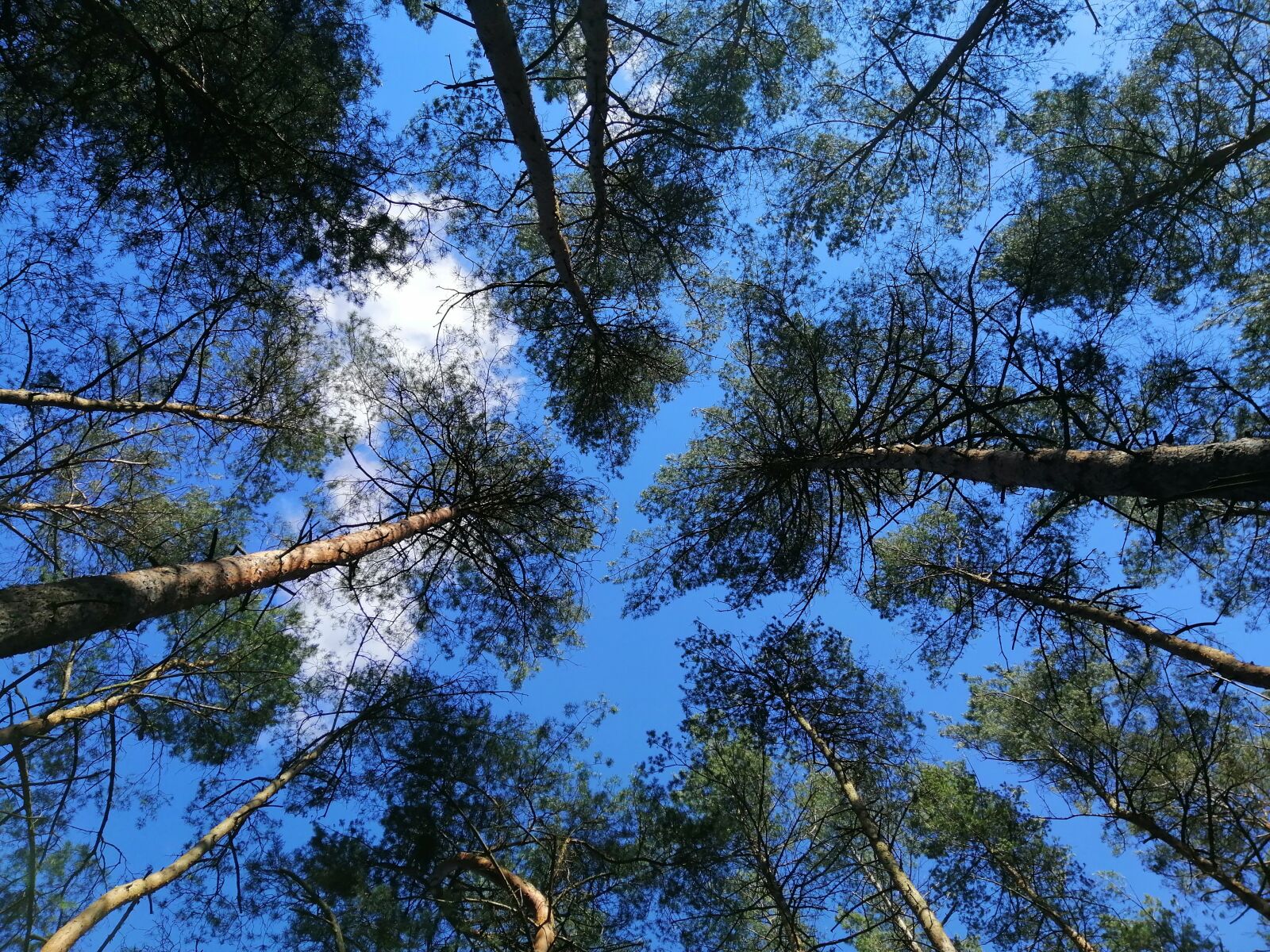 HUAWEI INE-LX1 sample photo. Forest, tree, nature photography