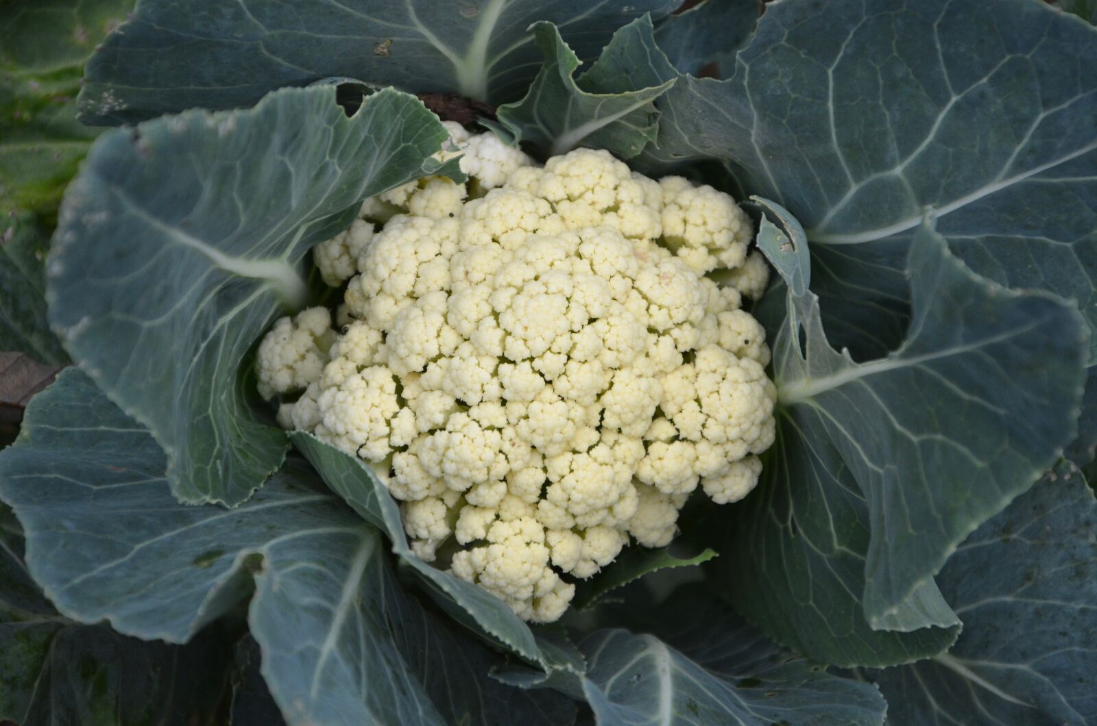 Nikon D5200 sample photo. Cauliflower, vegetable, eat photography